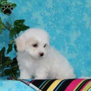Jeff, Maltipoo Puppy